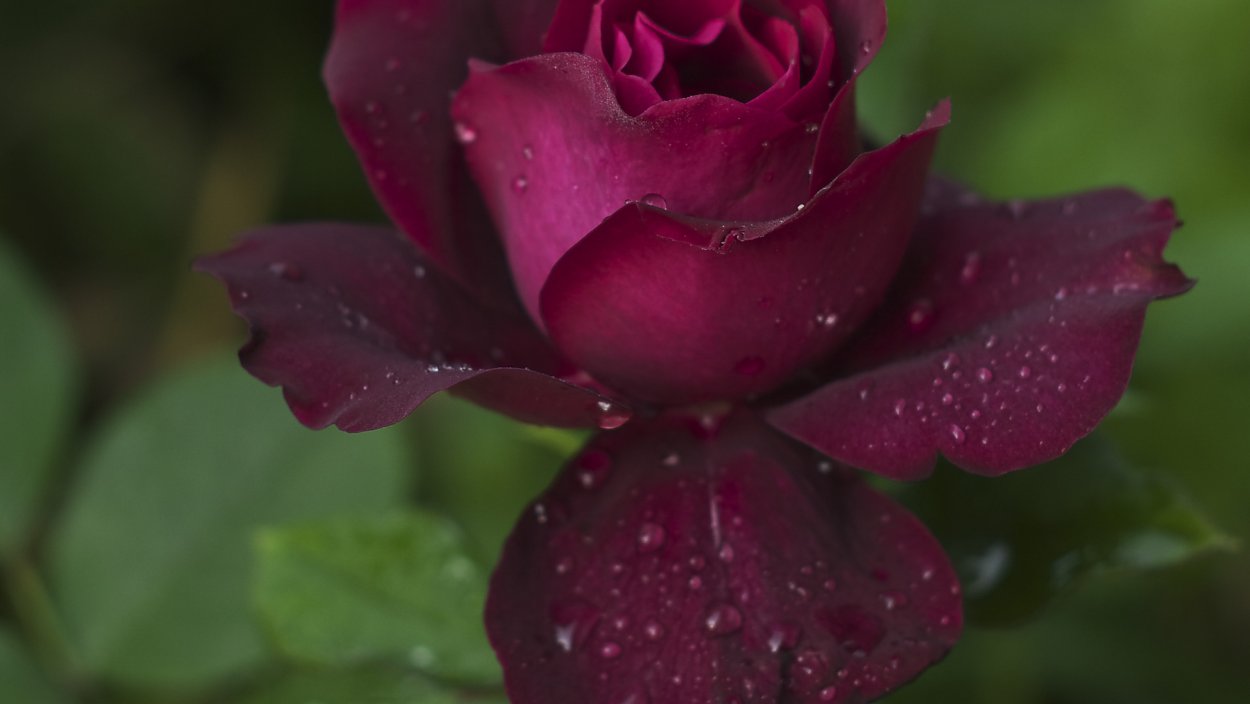 Роза пурпурная бархатная ночь