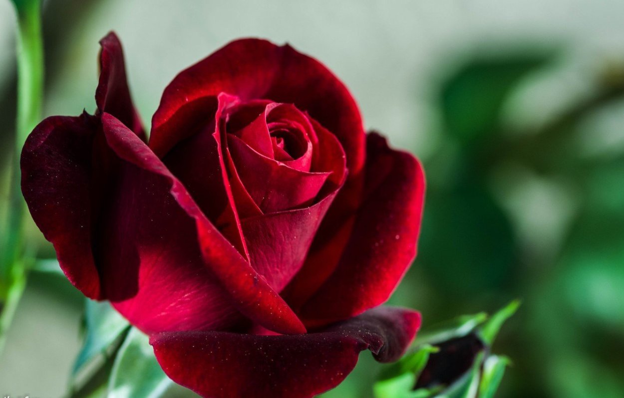 Роза бургунди макро
