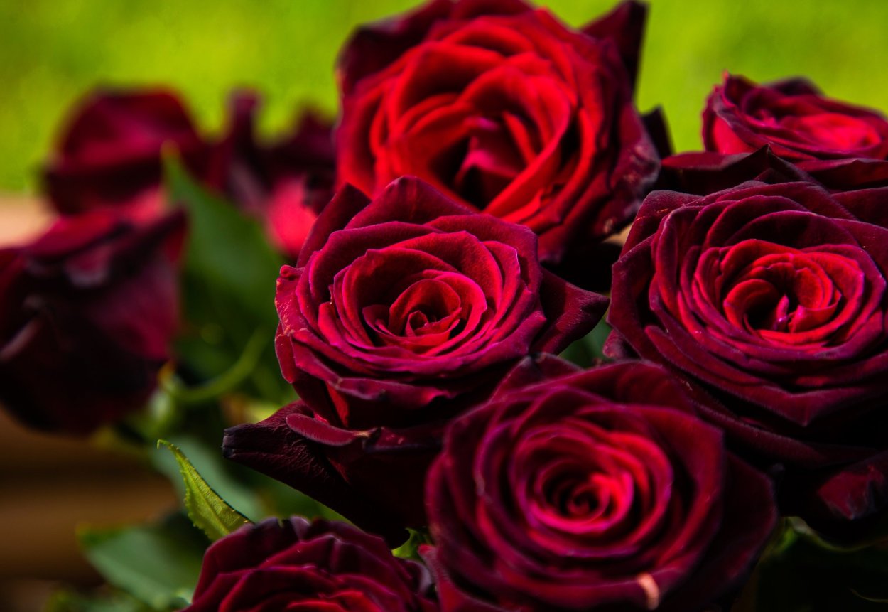 Роза Королевский бархат