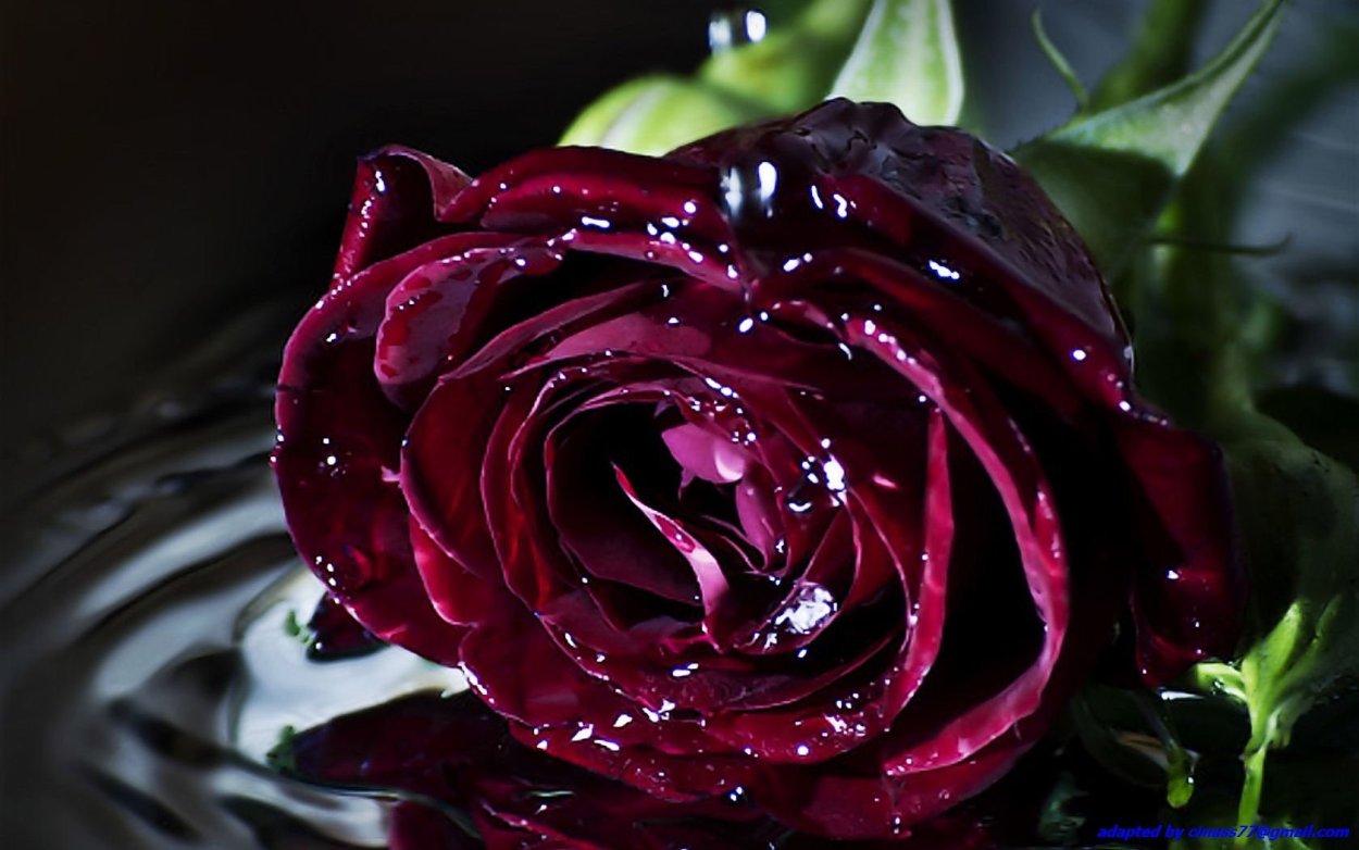 Черная роза с росой