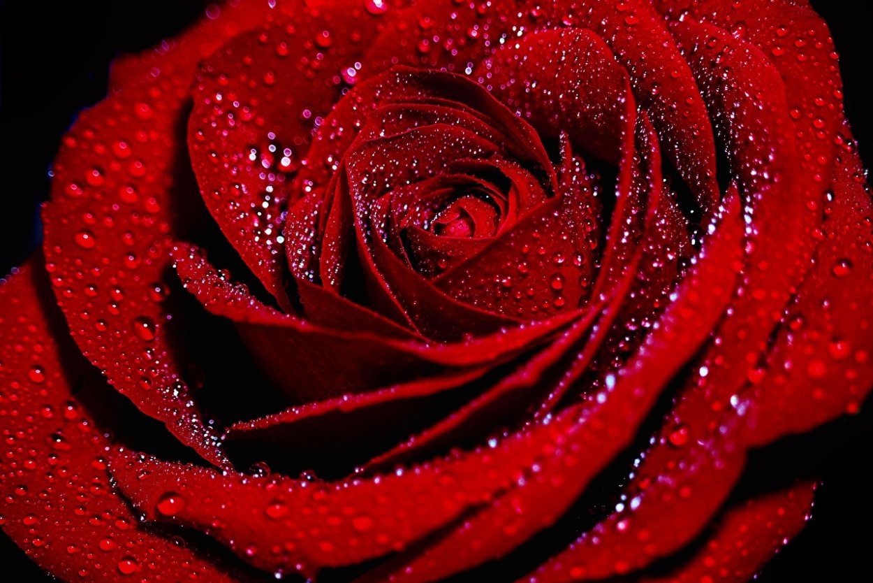 Роза бордо макро