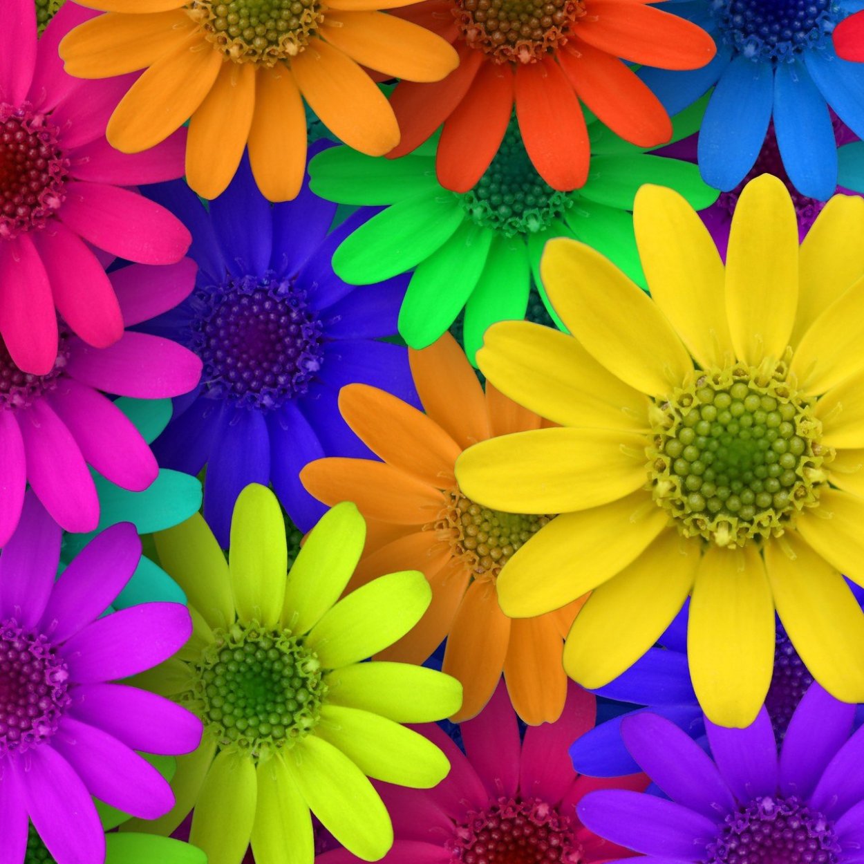 Цветные ромашки