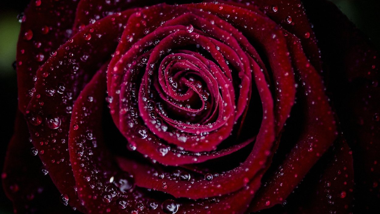 Роза бордовая