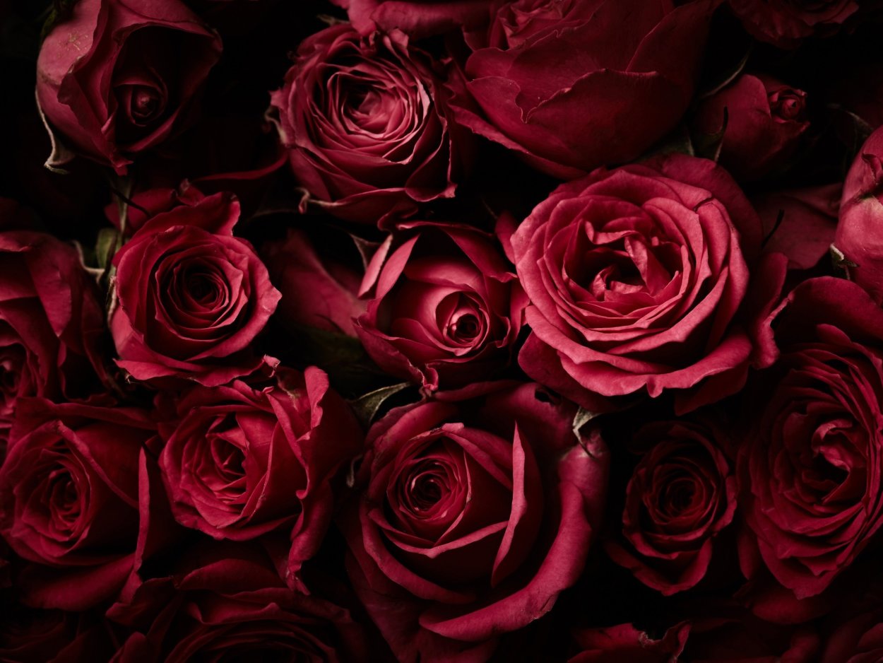 Роза бордовая