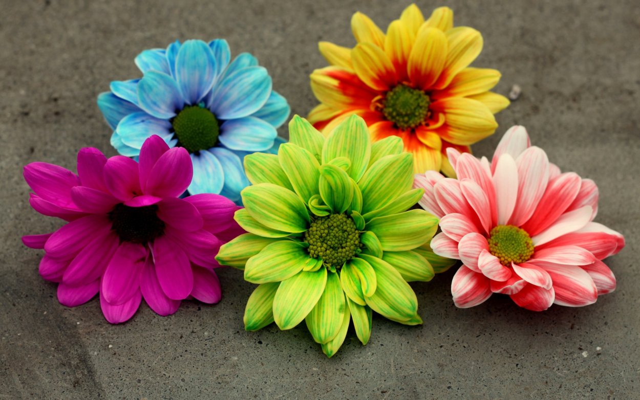 Разноцветные цветы