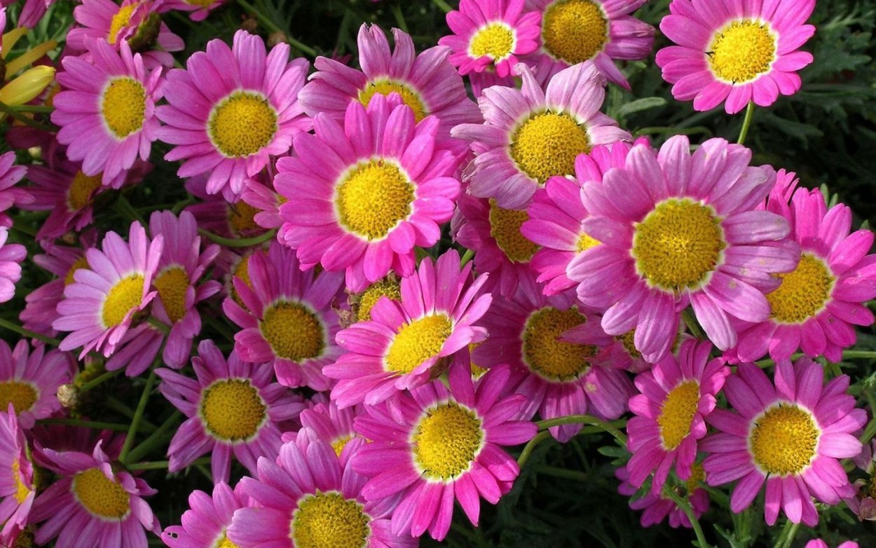 Цветы типа ромашек разноцветные