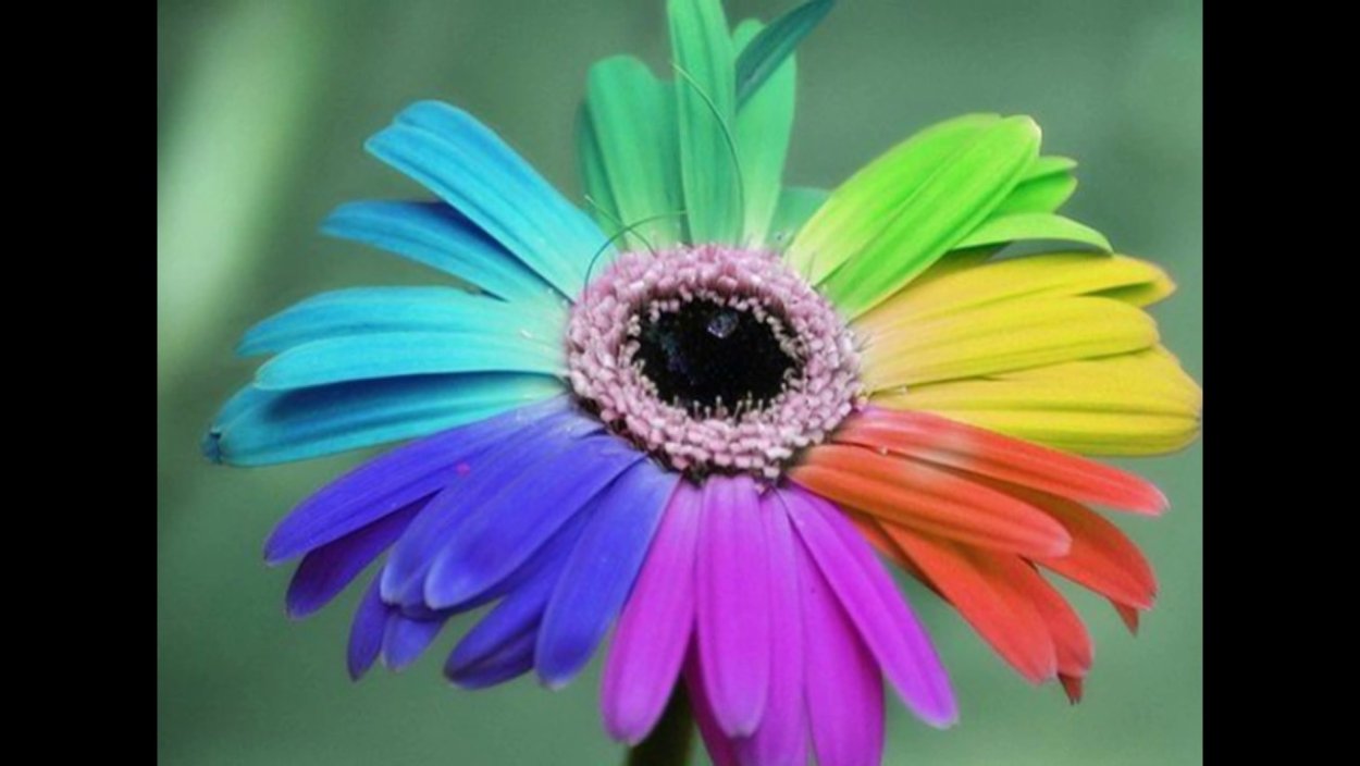 Ромашка многоцветковая