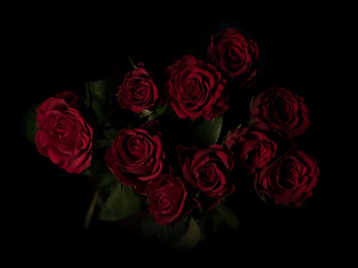 Темные розы