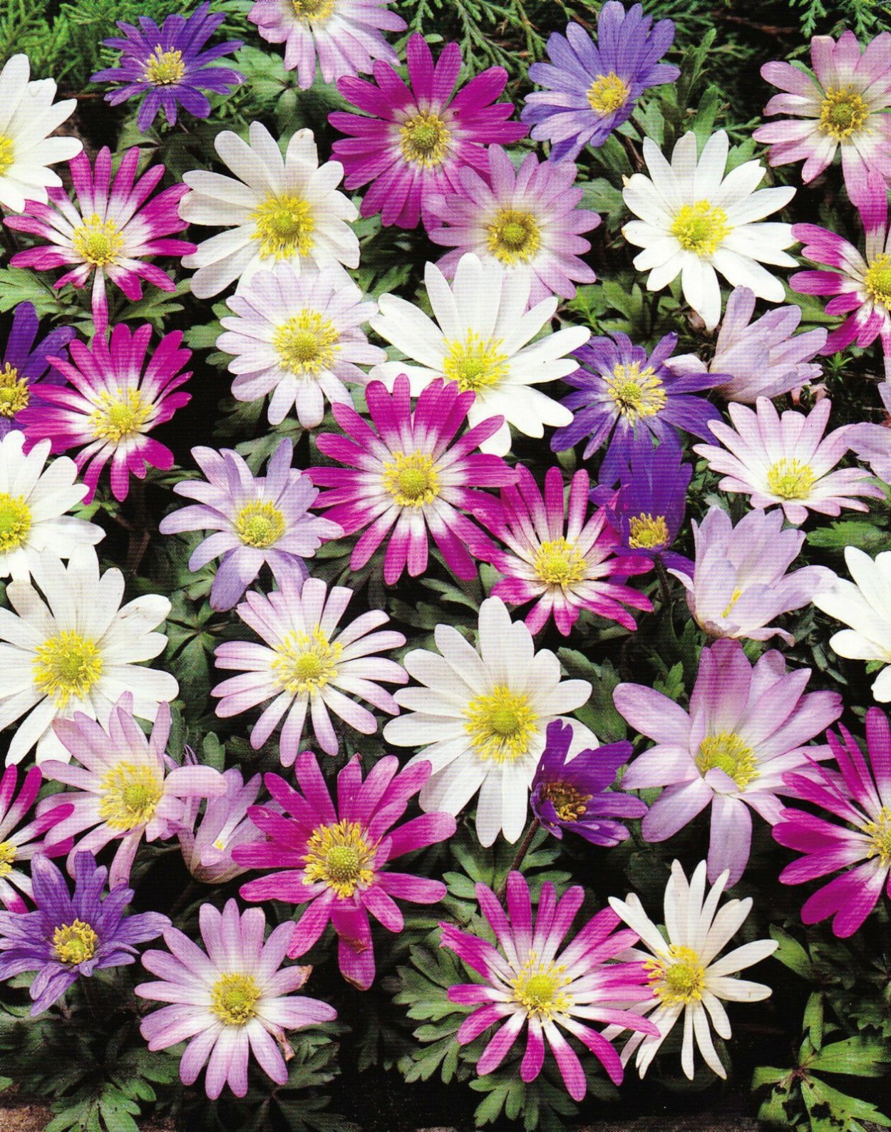 Космея дваждыперистая