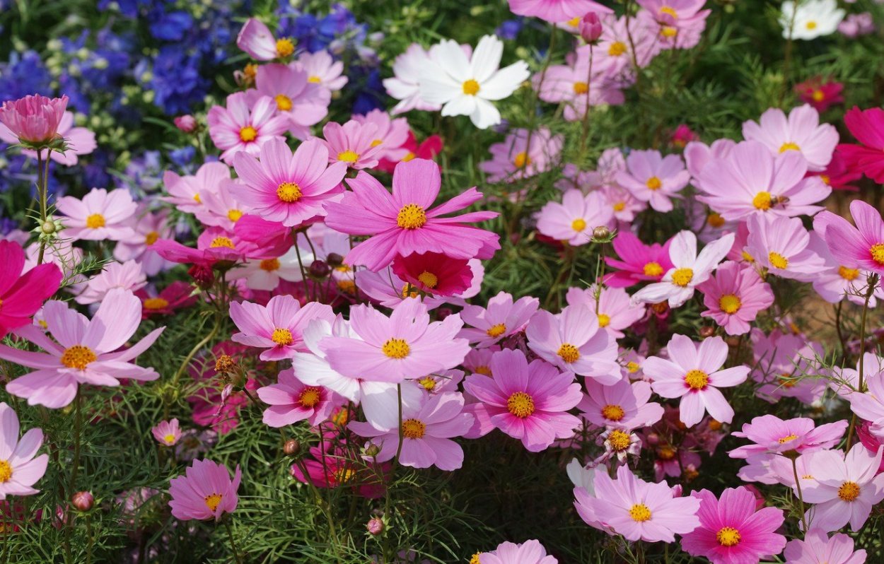 Цветы похожие на ромашки