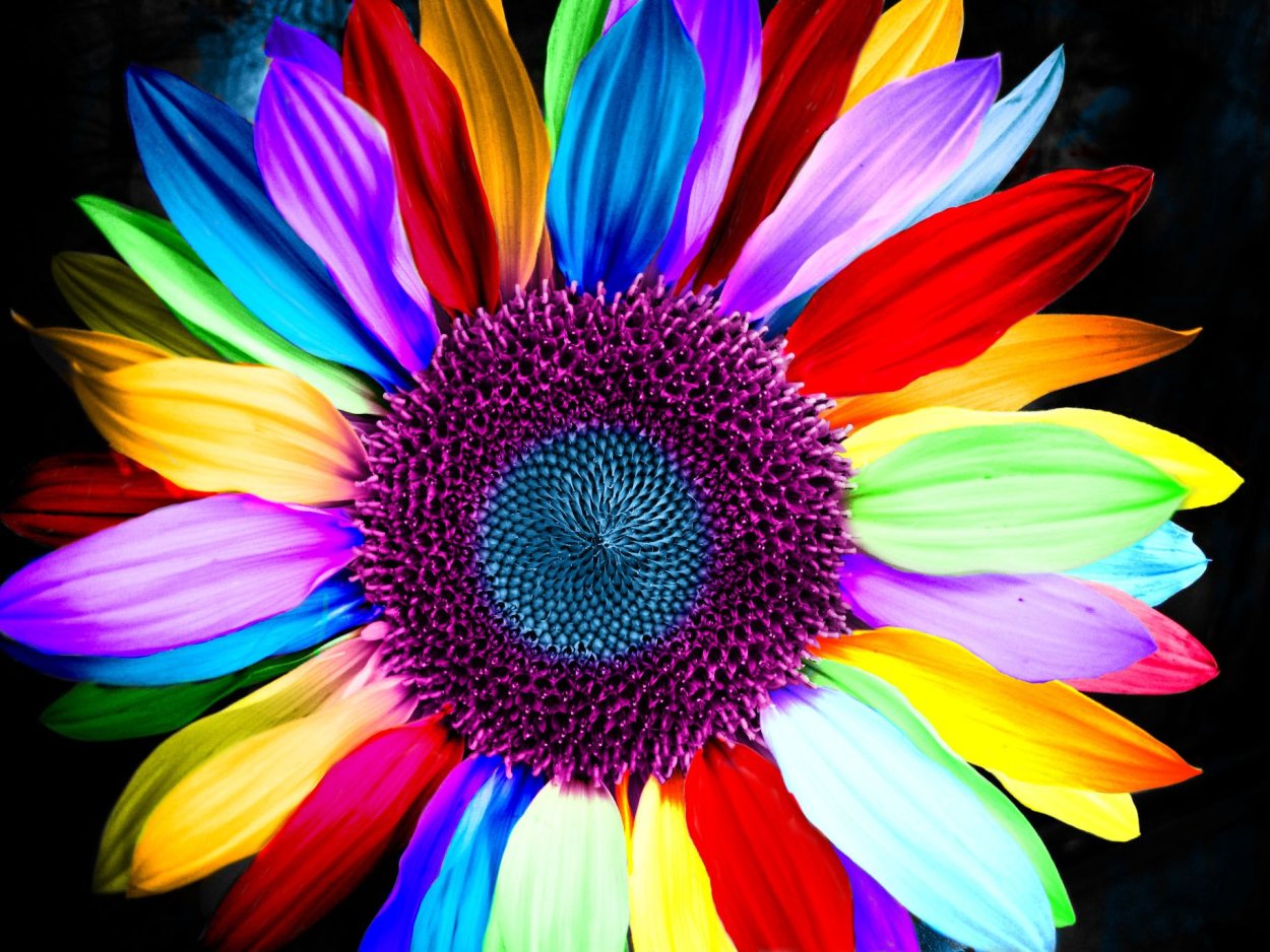 Цветные ромашки