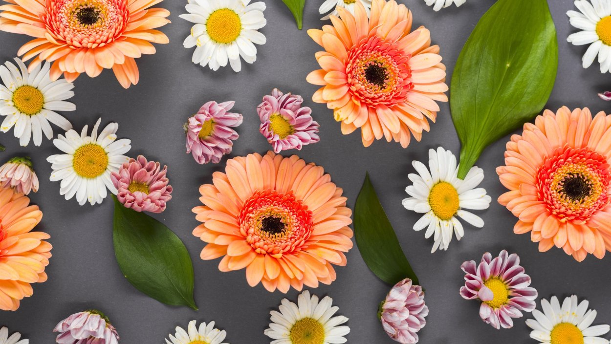 Такаси Мураками Радужный цветочек