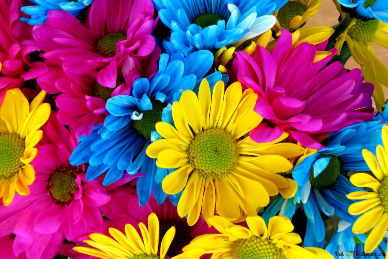 Цветочки инди КИД