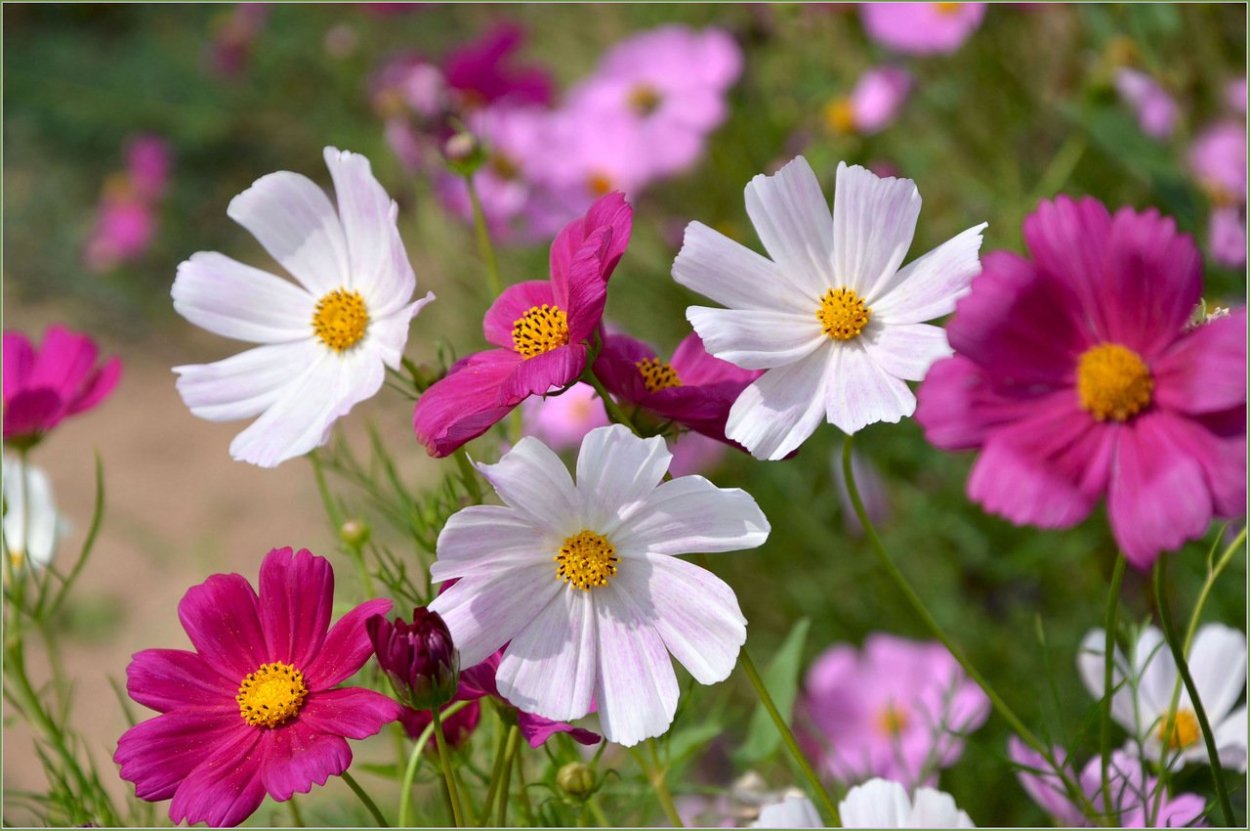 Космея розовая