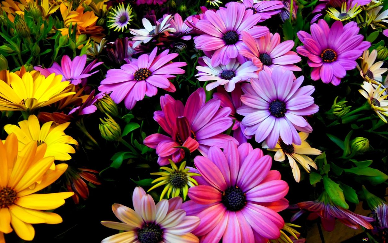 Gerbera boldbybrownfox