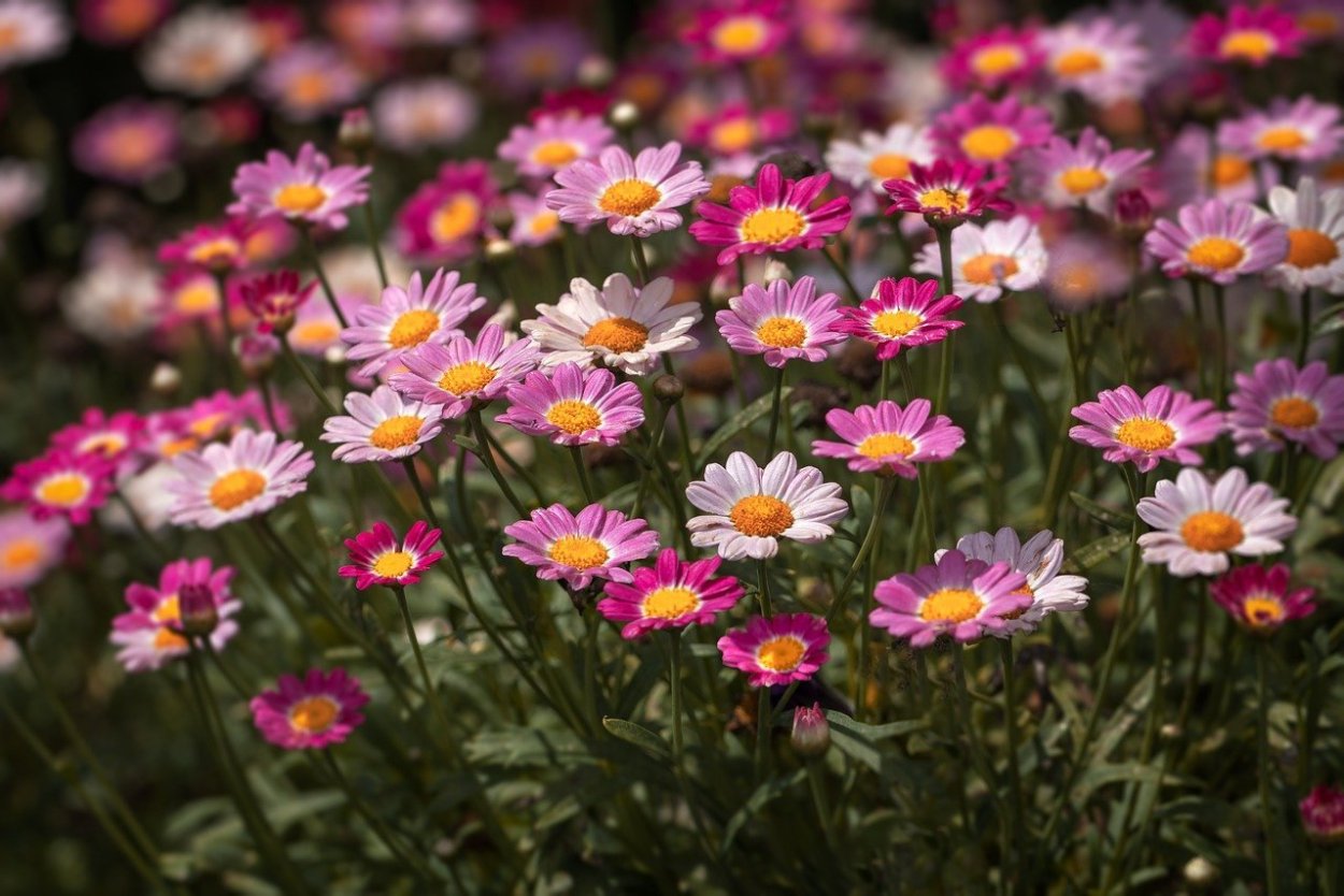 Ромашка Амелия