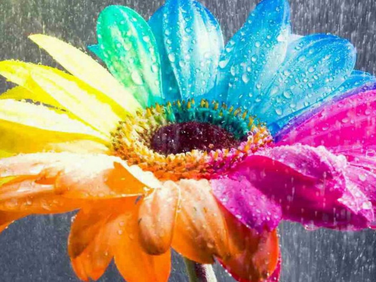 Ромашки Дейзи Флауэр