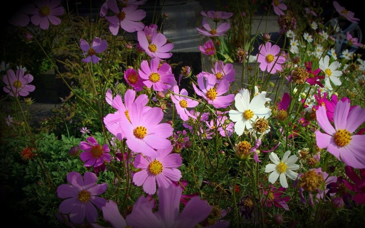 Герберы низкорослые