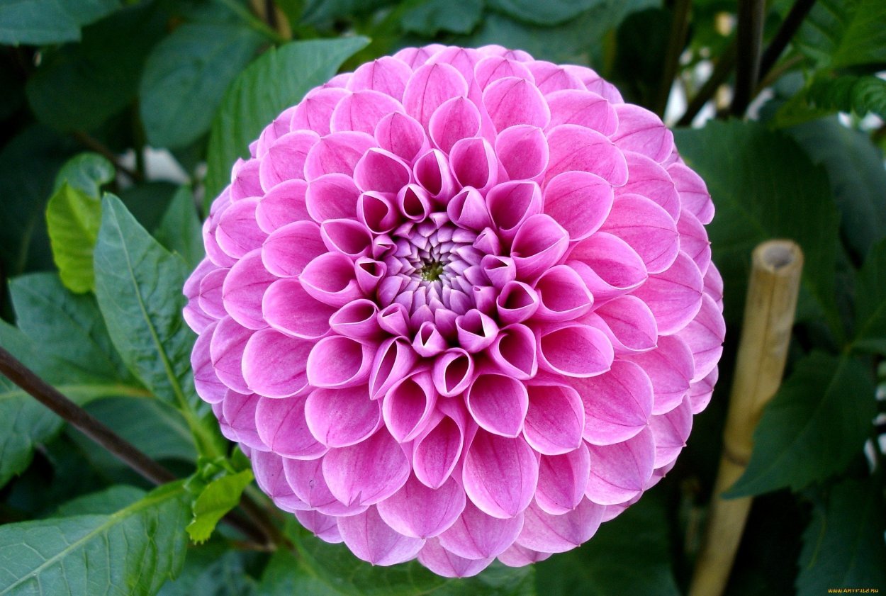 Георгина помпонная