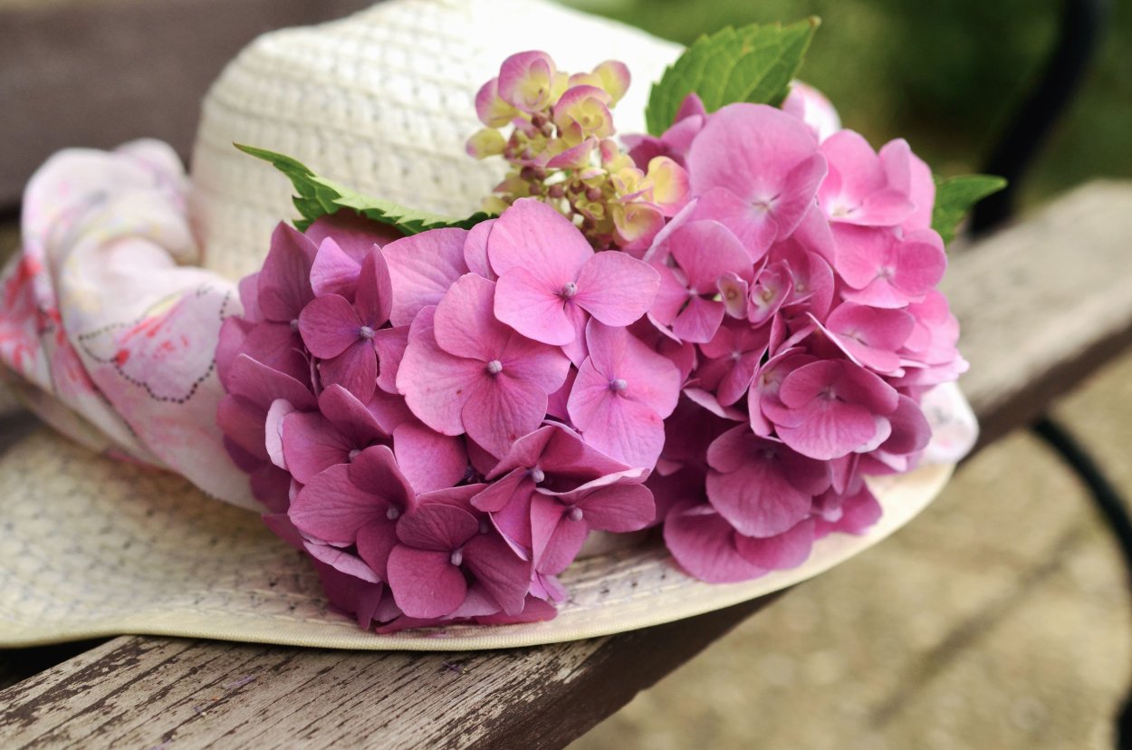 Георгина помпонная Касаги