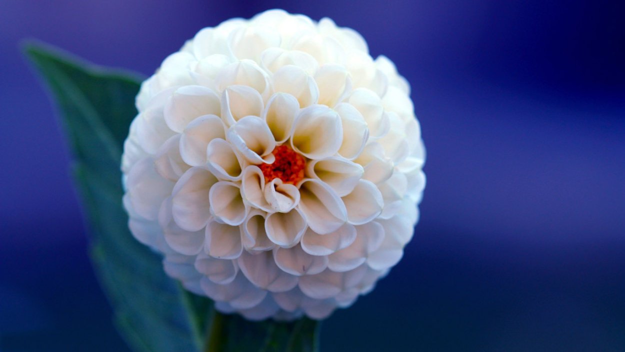 Маргаритки желтые