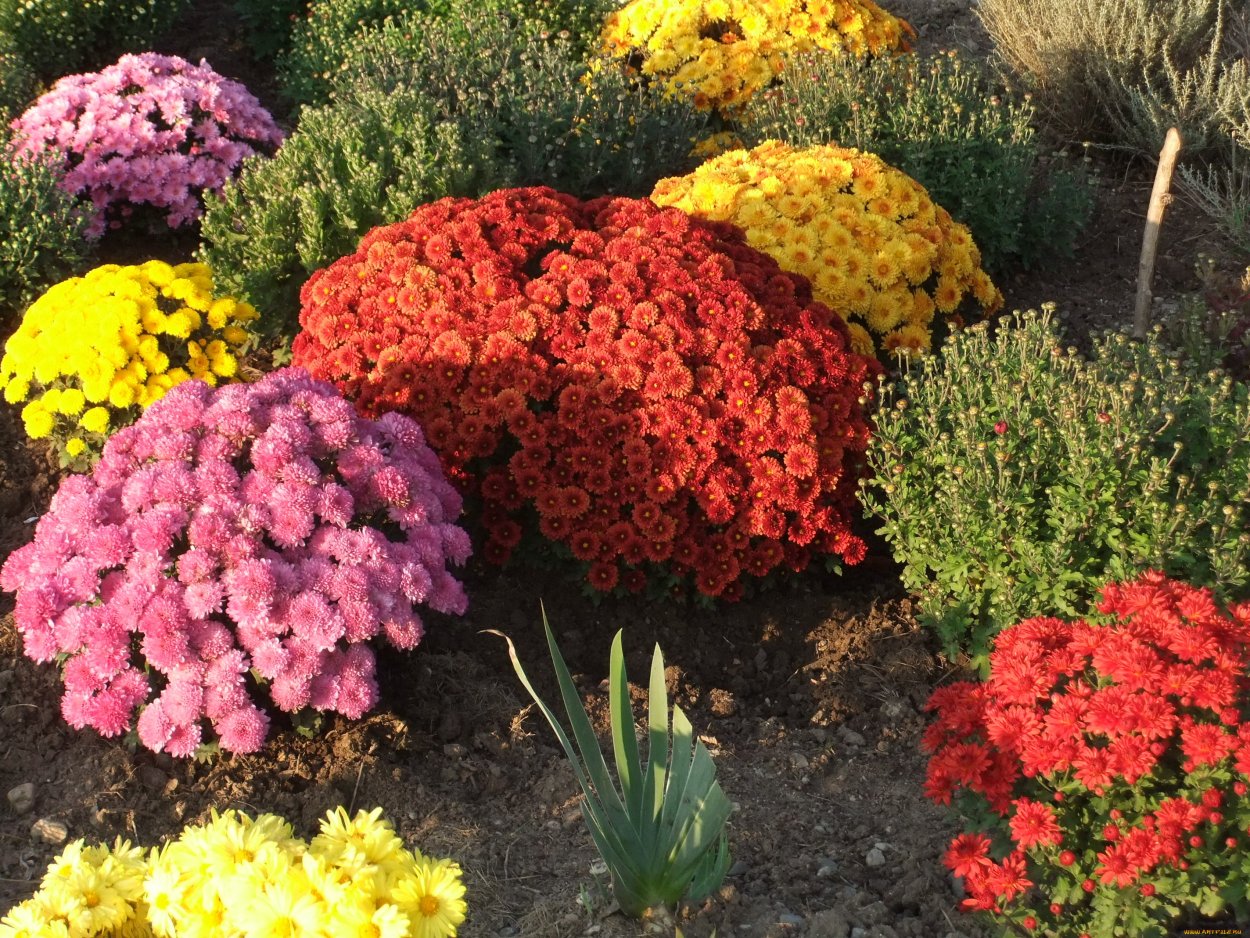 Вероника длиннолистная розовая