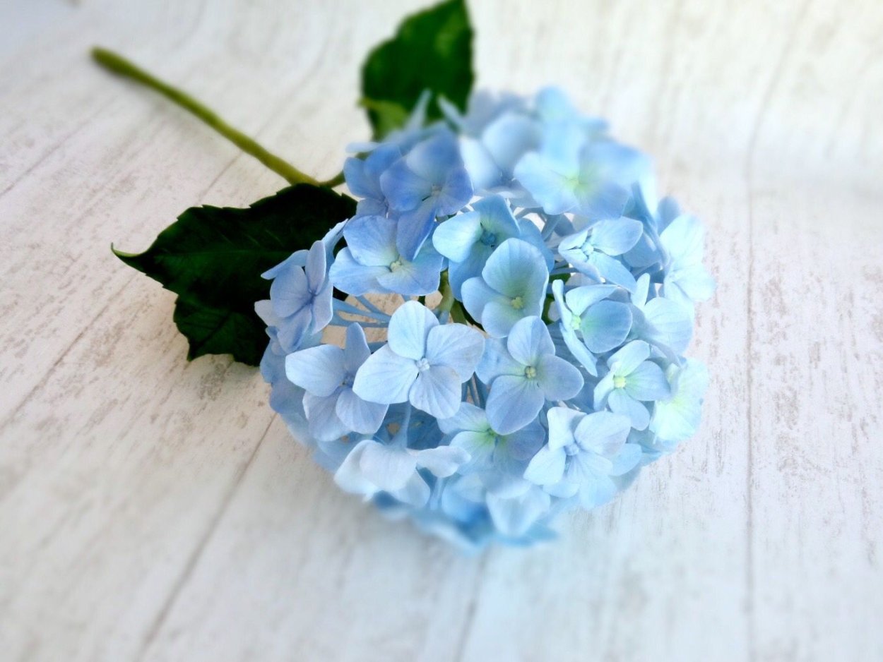 Pink Pearl георгин