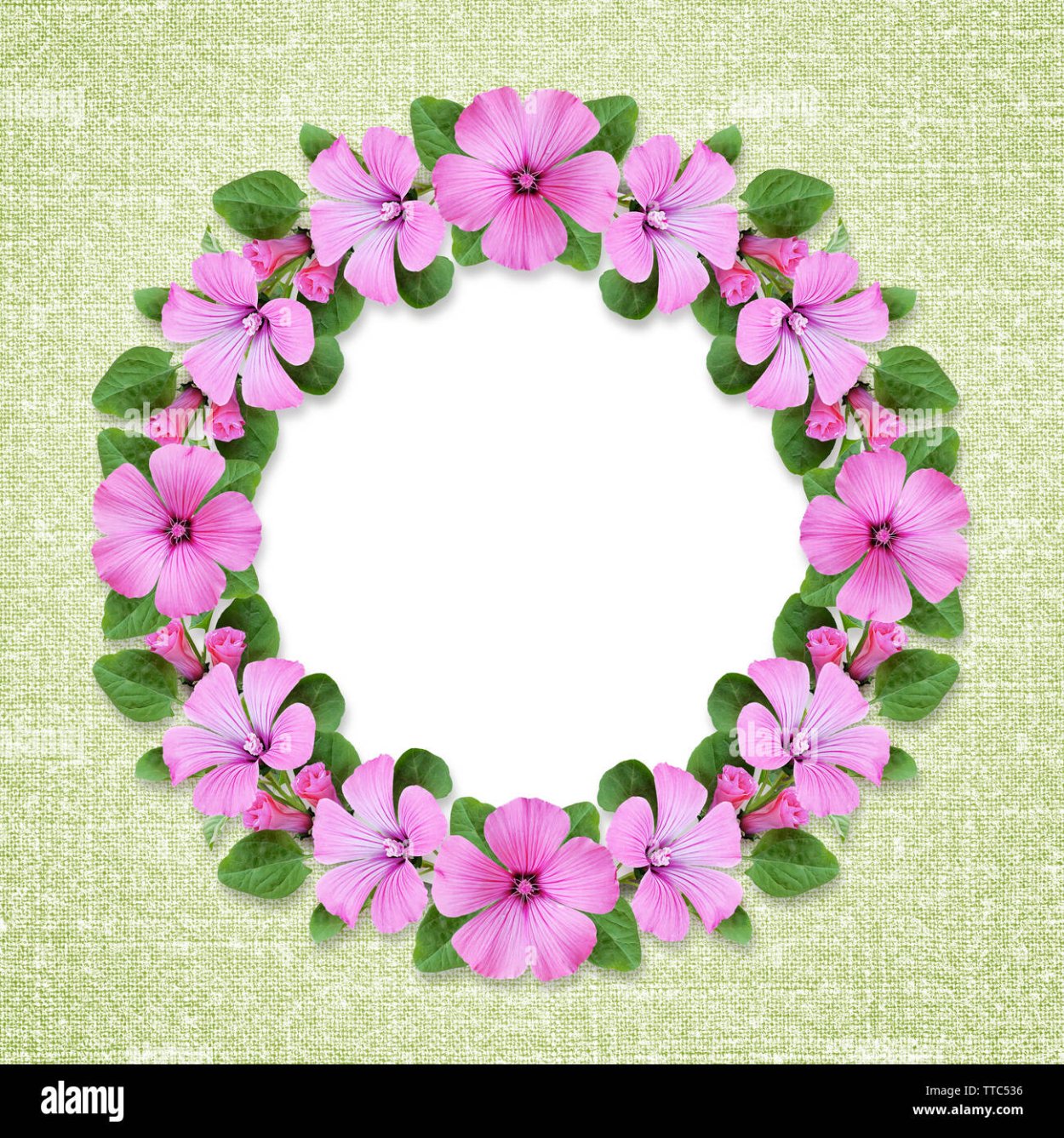 Георгин Хай Флауэр