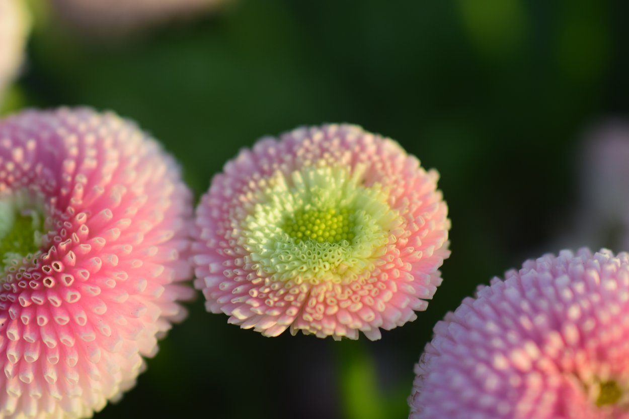 Маргаритки Макросъемка