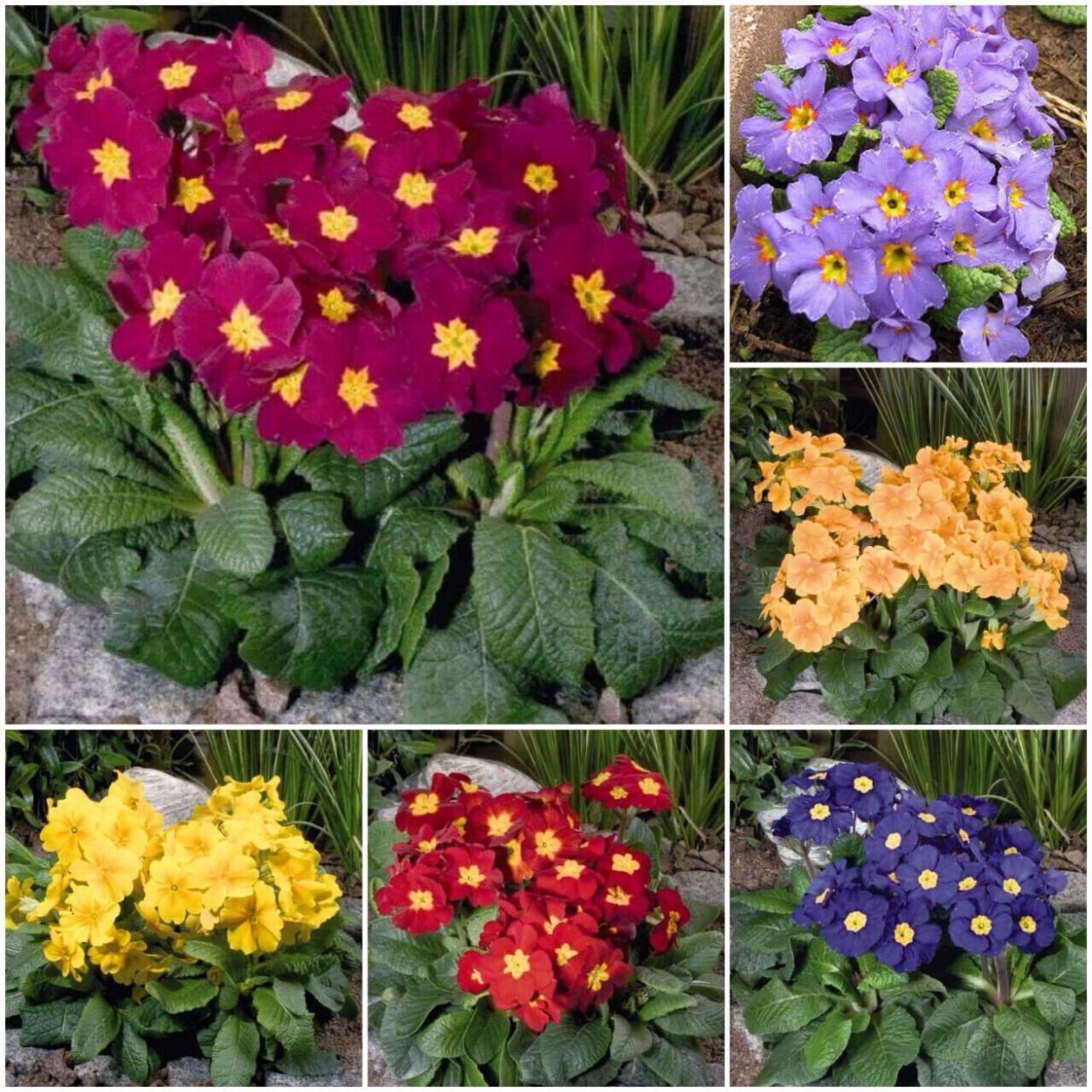 Однолетники двулетники многолетники Мак