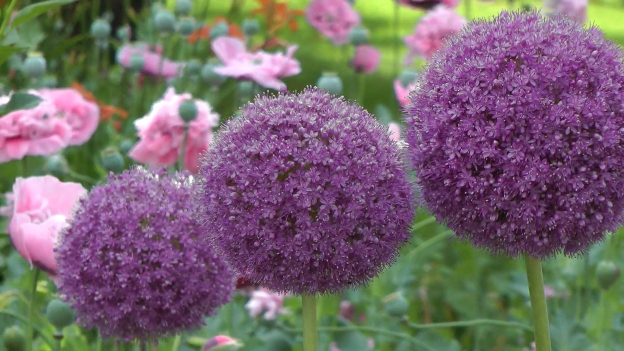 Георгина Джоуи Джошуа