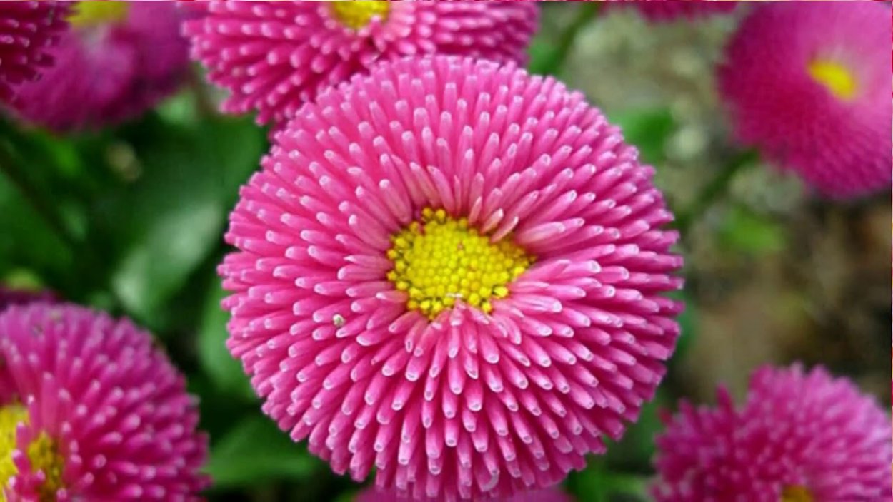 Цветы сиреневые круглые