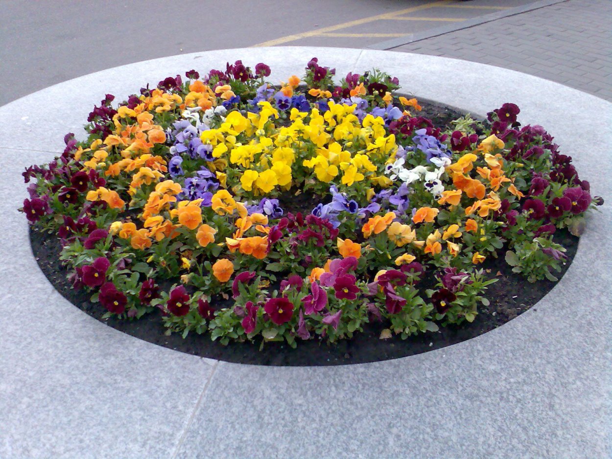 Гипсофила метельчатая сухоцвет