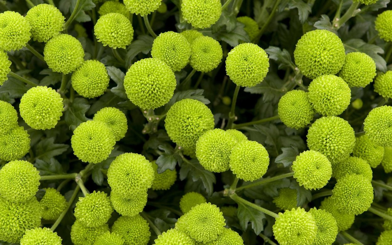 Хризантема корейская помпон Еллоу