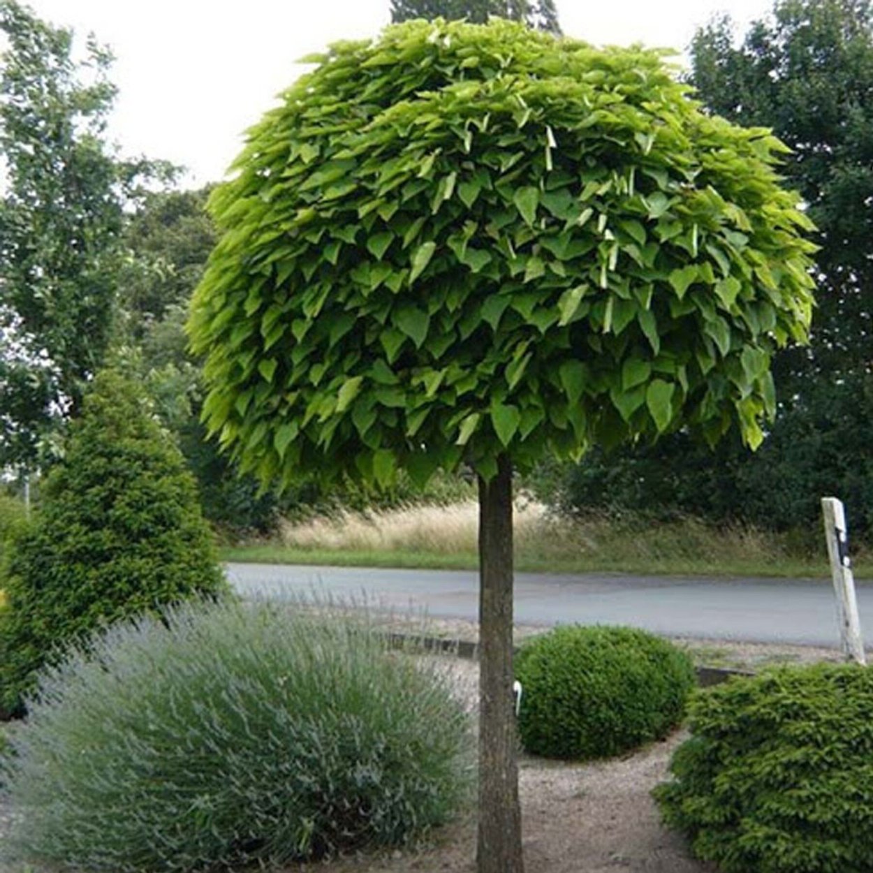 Ива ломкая bullata