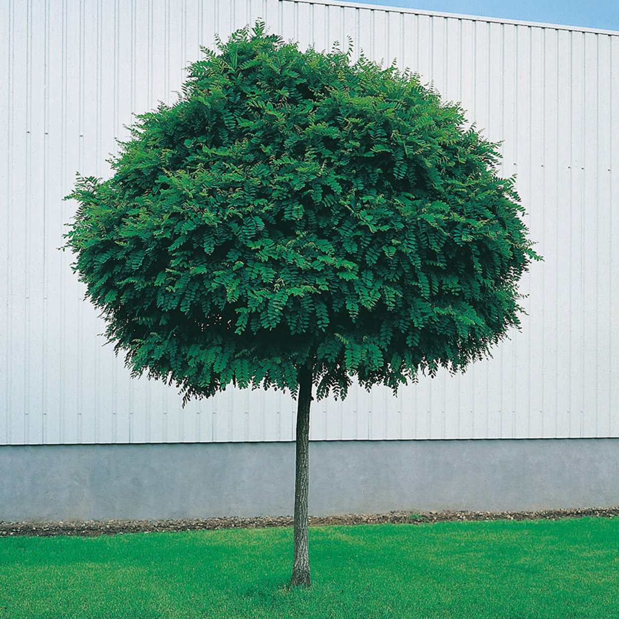 Бирючина ниваки