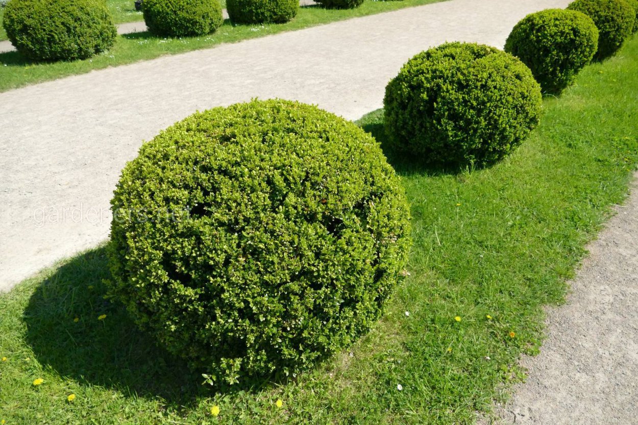 Самшит шаровидный