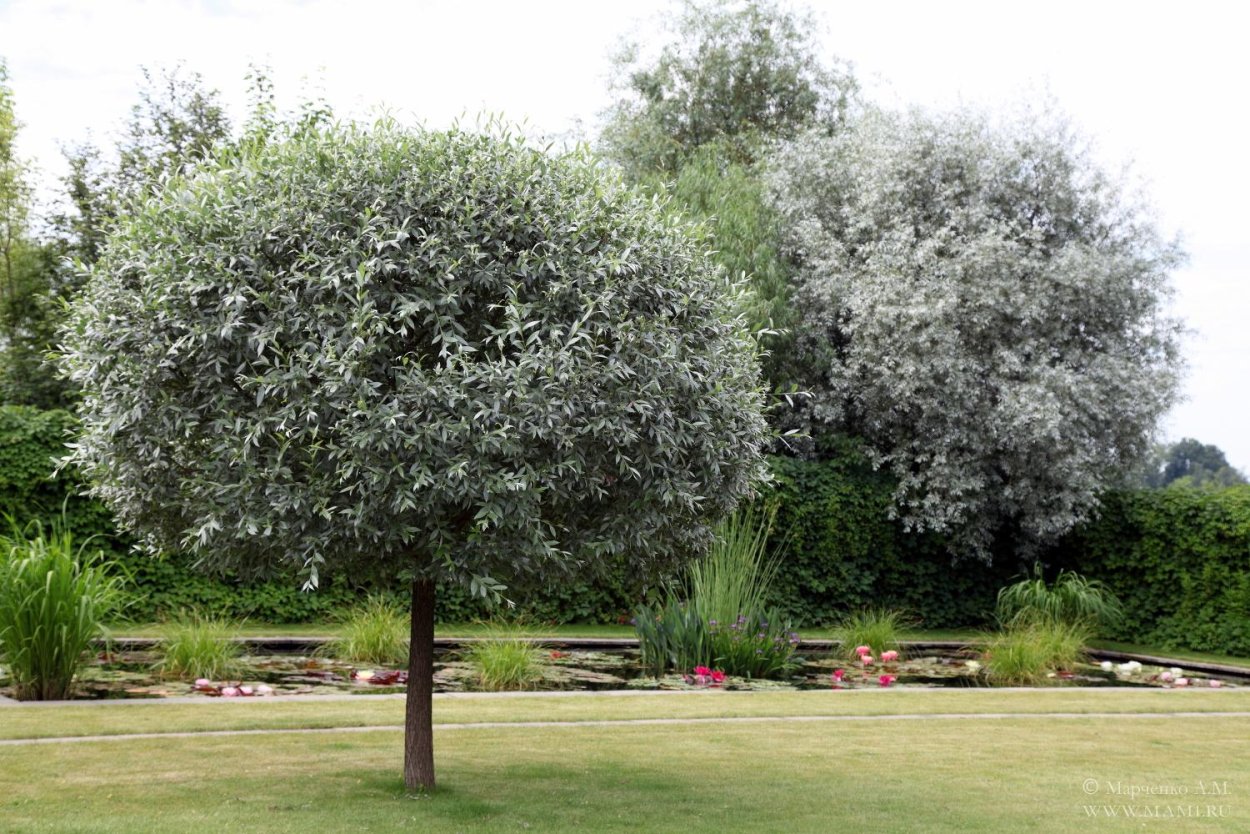 Ива шаровидная Топиар