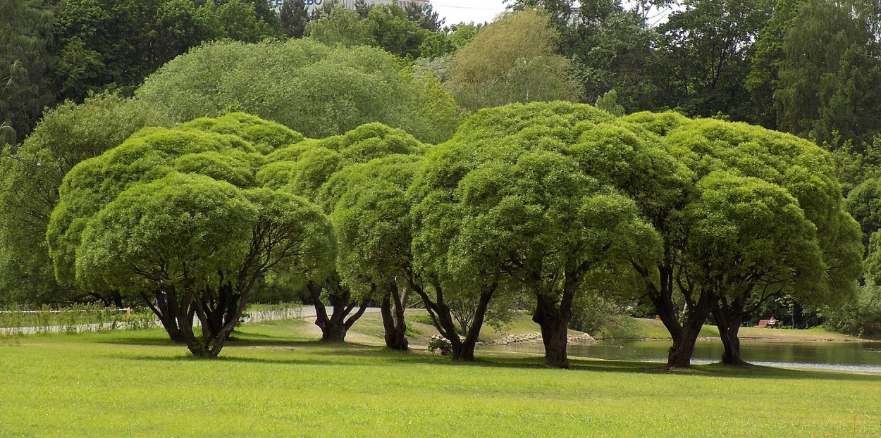 Катальпа шаровидная Нана