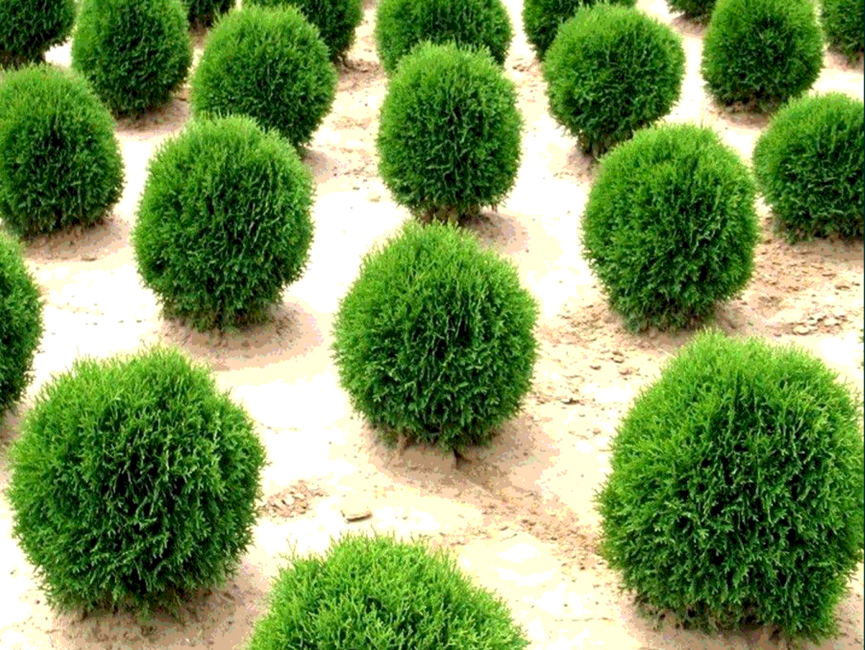 Туя Даника Ауреа в ландшафте