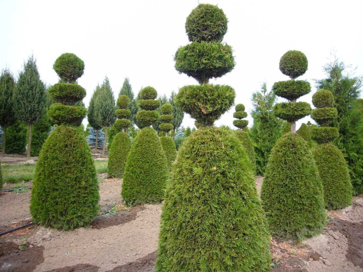 Туя Западная Даника Живая изгородь