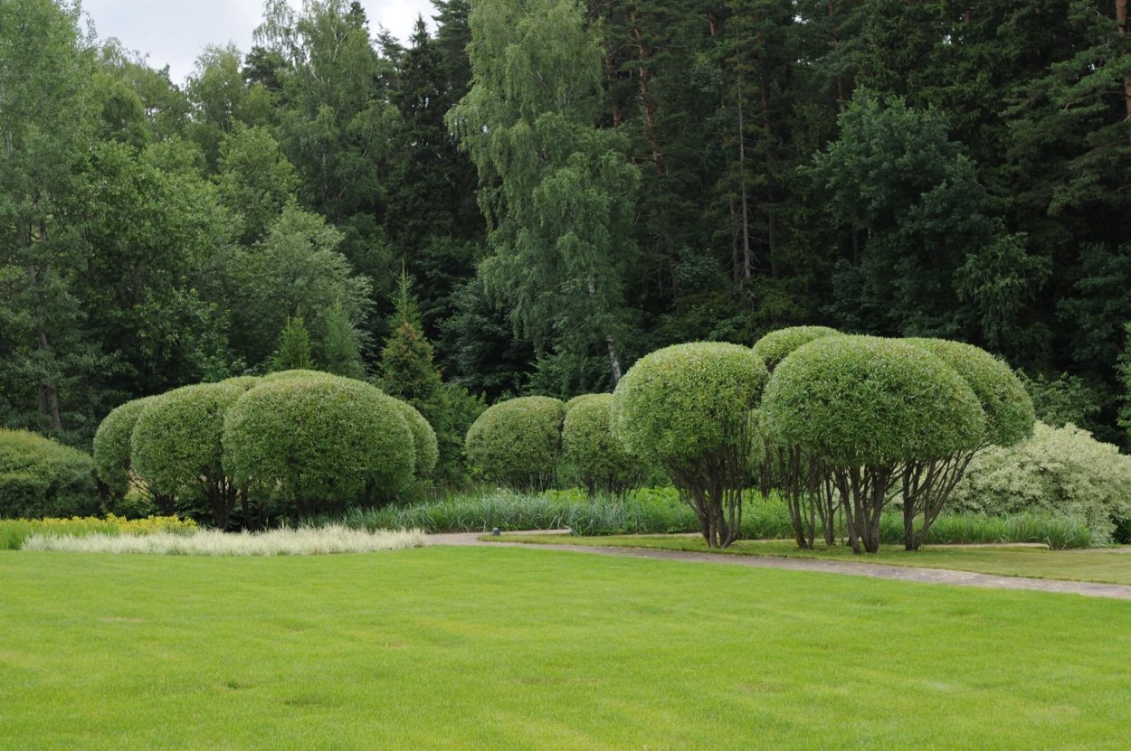 Клен остролистный Глабоза