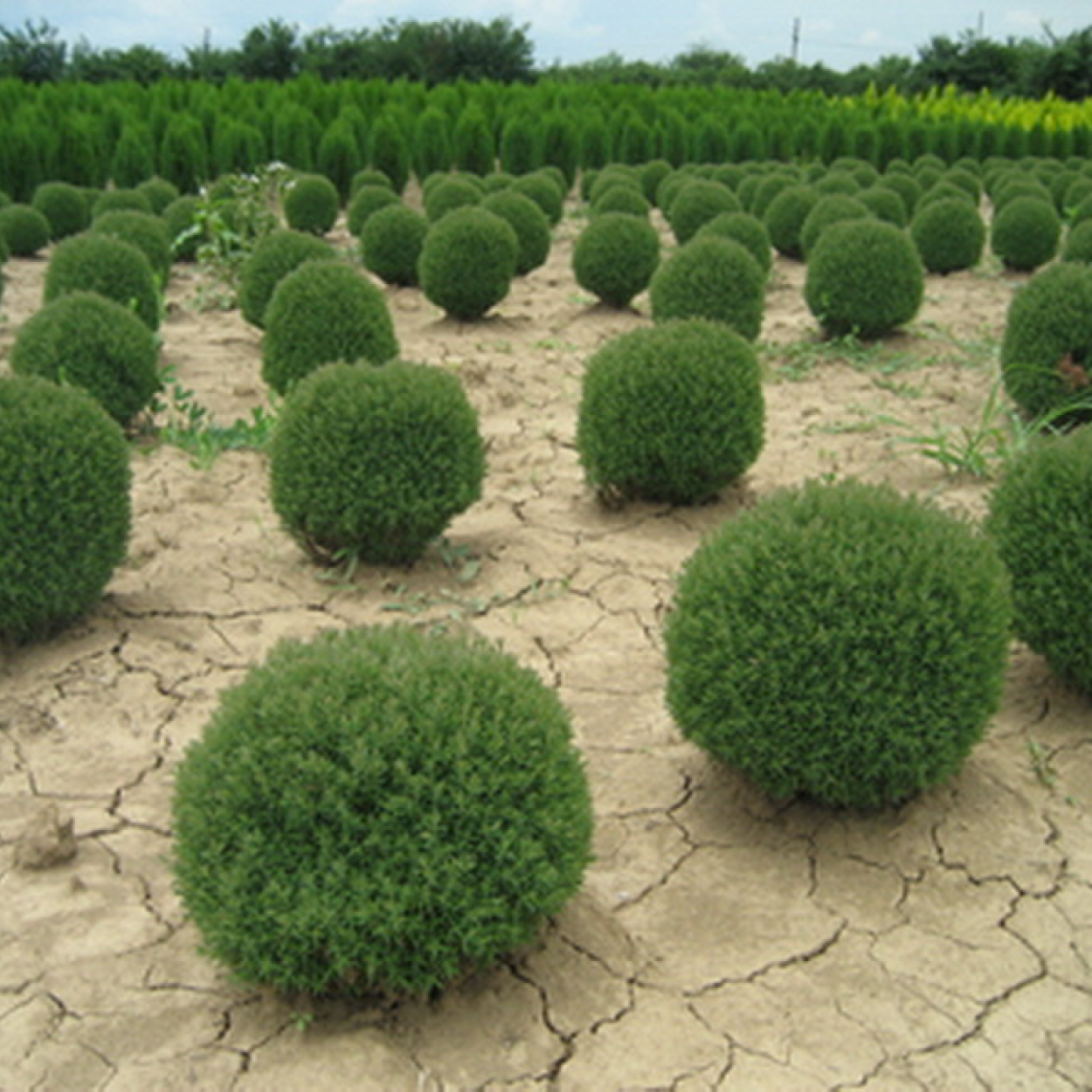 Туя Западная Даника диаметр кроны