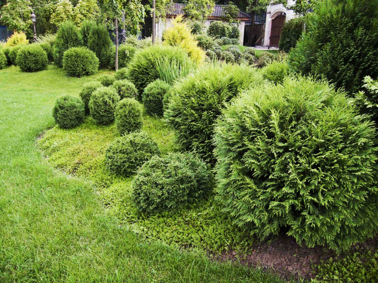 Деревья в ландшафте