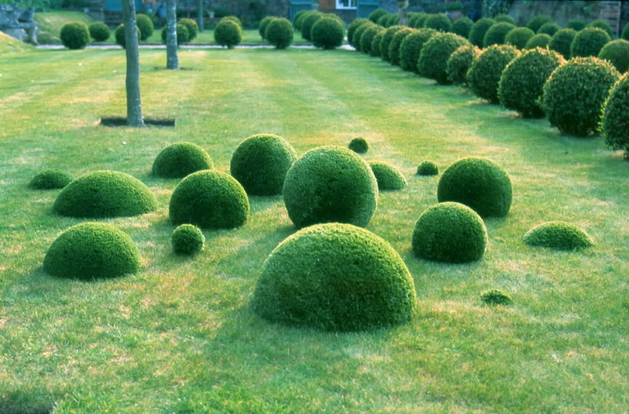 Клен остролистный Глобозум