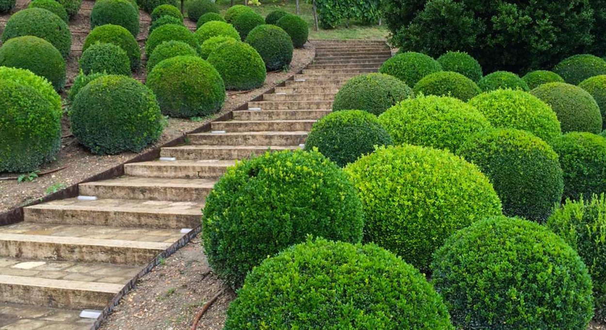 Ива ломкая Булата