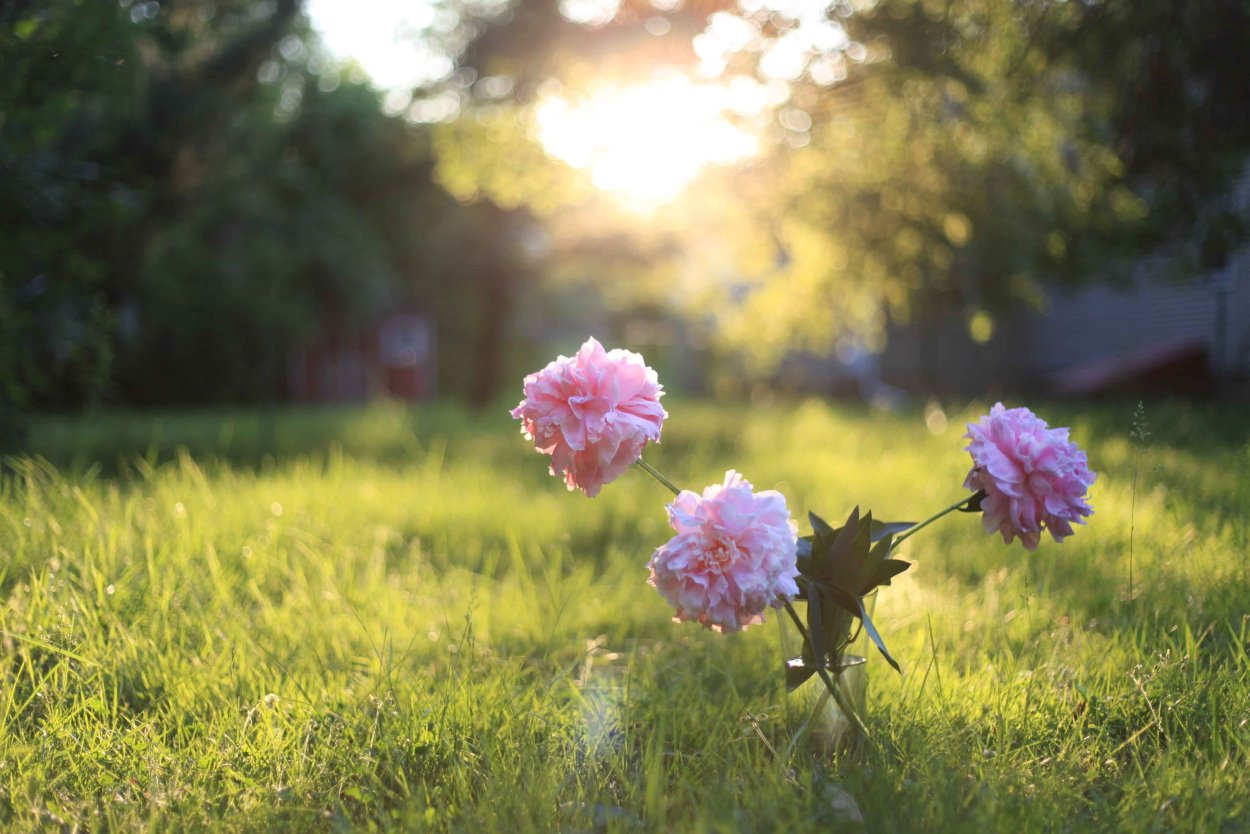 Нежное утро