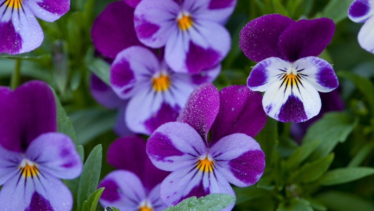 Хризантема Пурпл Стар