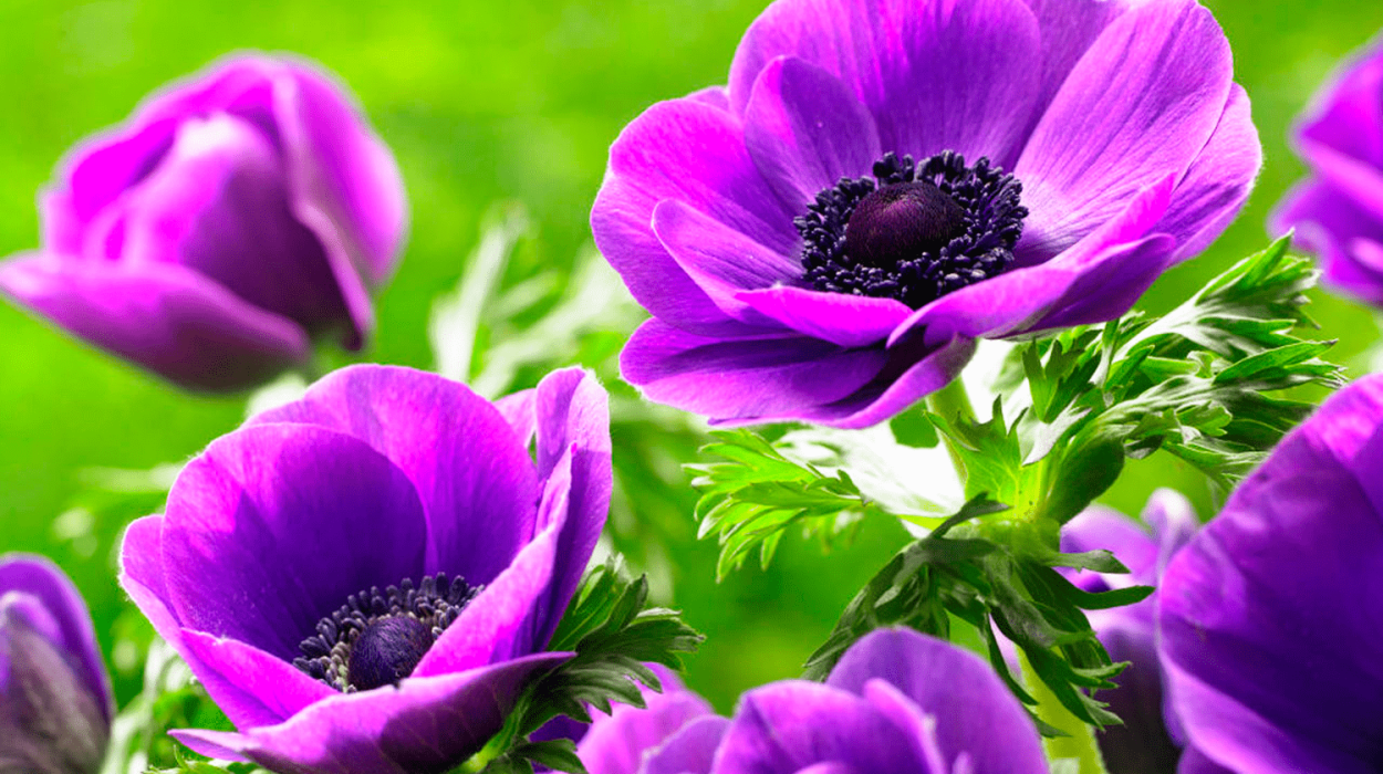 Сальвия остеоспермум