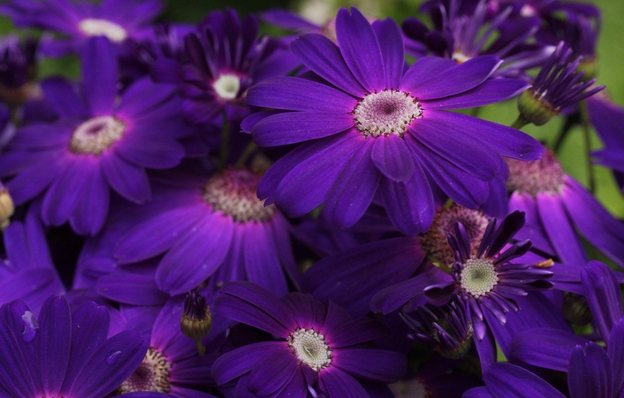 Лаванда смородина